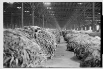 Tobacco arriving at a warehouse